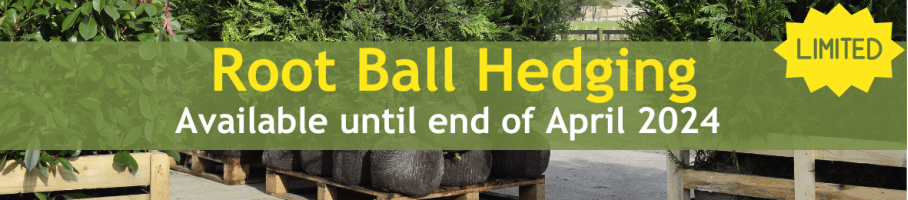 Root Ball Hedging - Available until end of April 2024